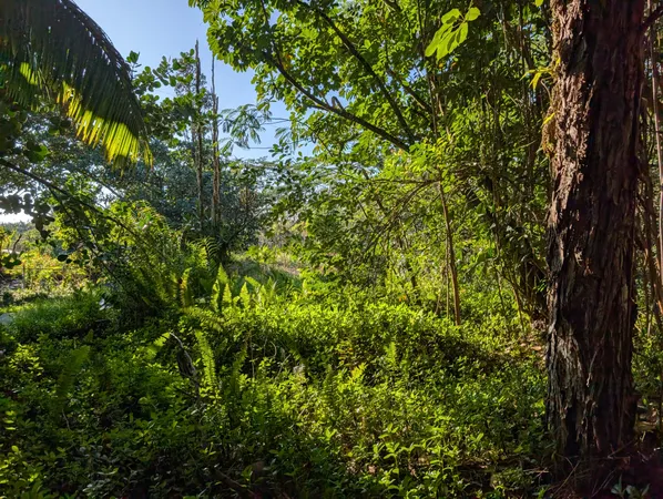 a view of a tree