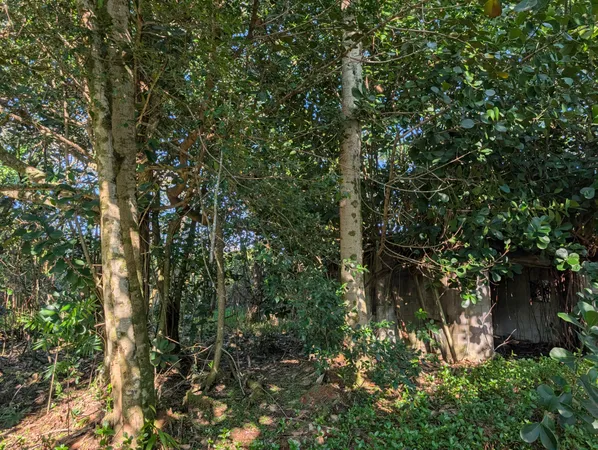 a view of a tree in a yard