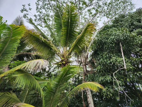 a view of a tree