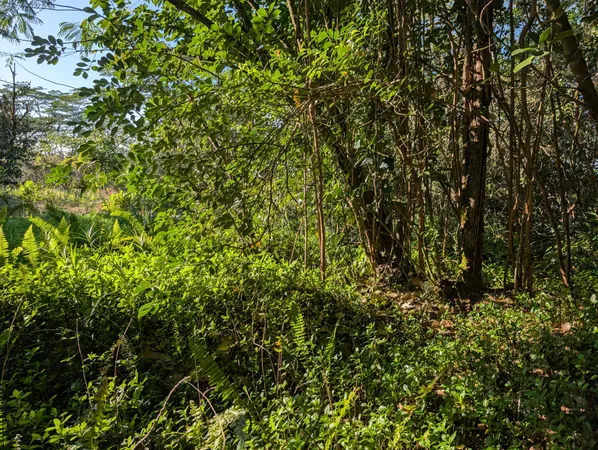 a view of a forest