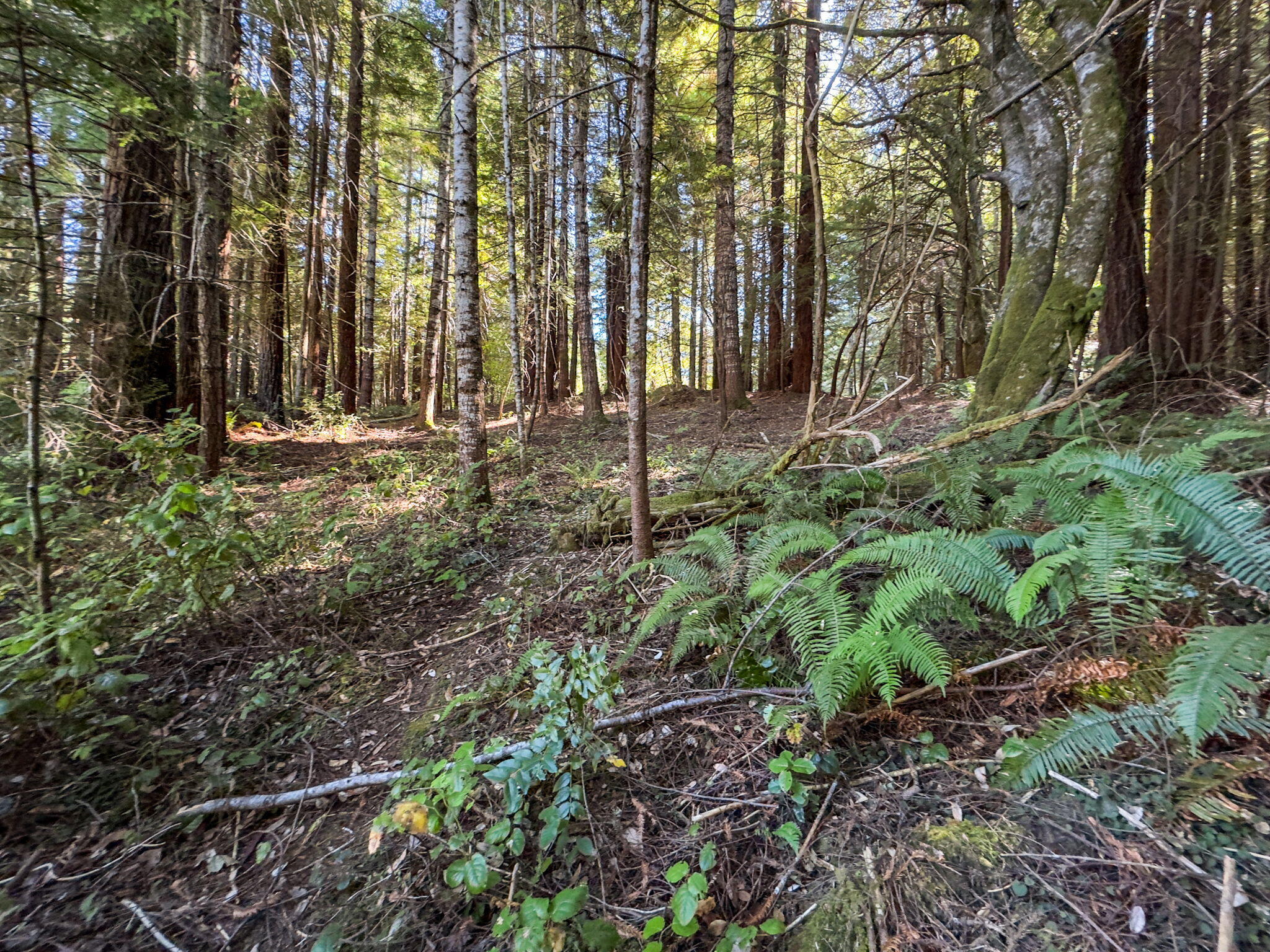 7097 Fickle Hill Road Arcata, CA 95521 - Photo 17 of 43
