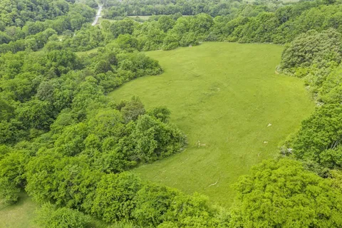 a view of a trees with a yard