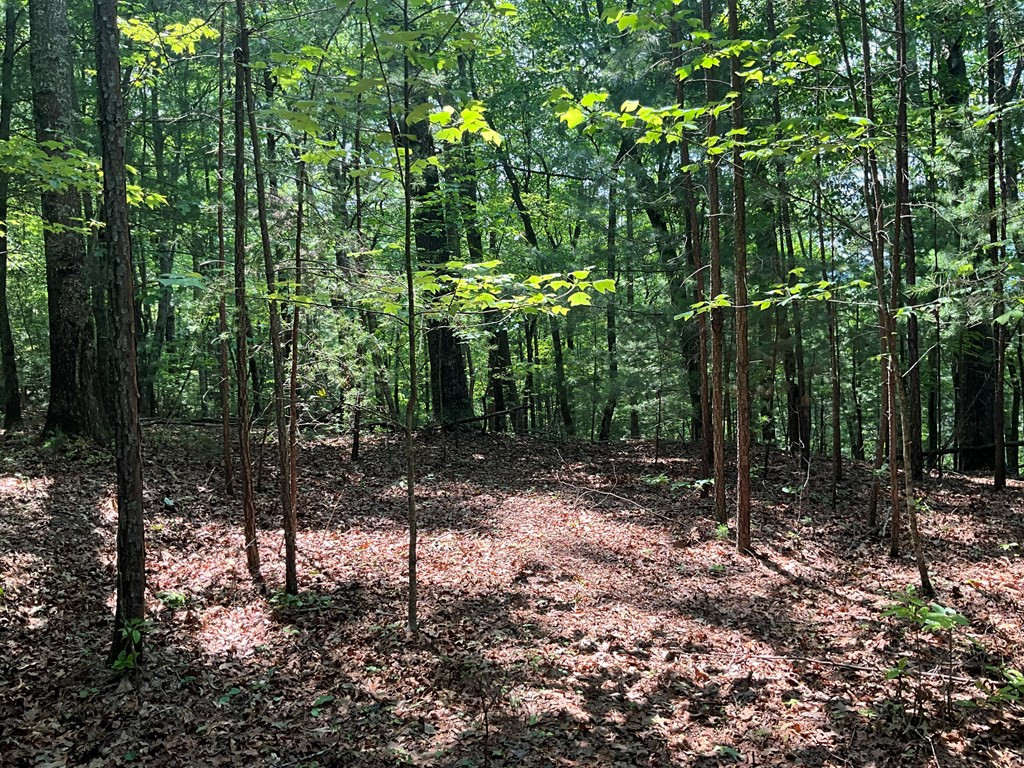 5 Birds View Lane Murphy, NC 28906 - Photo 12 of 17