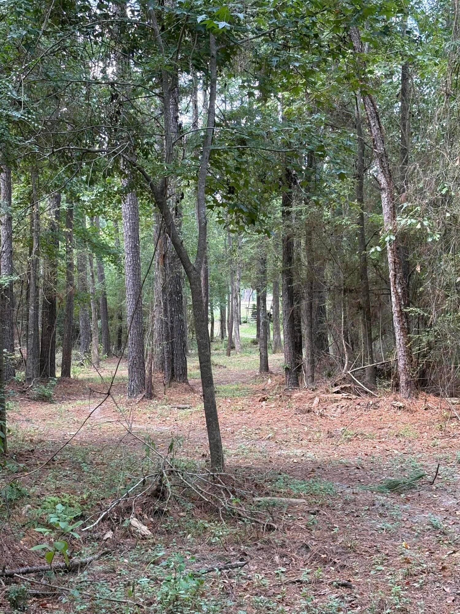 0 Reedy Creek Road Laurel, MS 39443 - Photo 3 of 15 Gallery Image 3