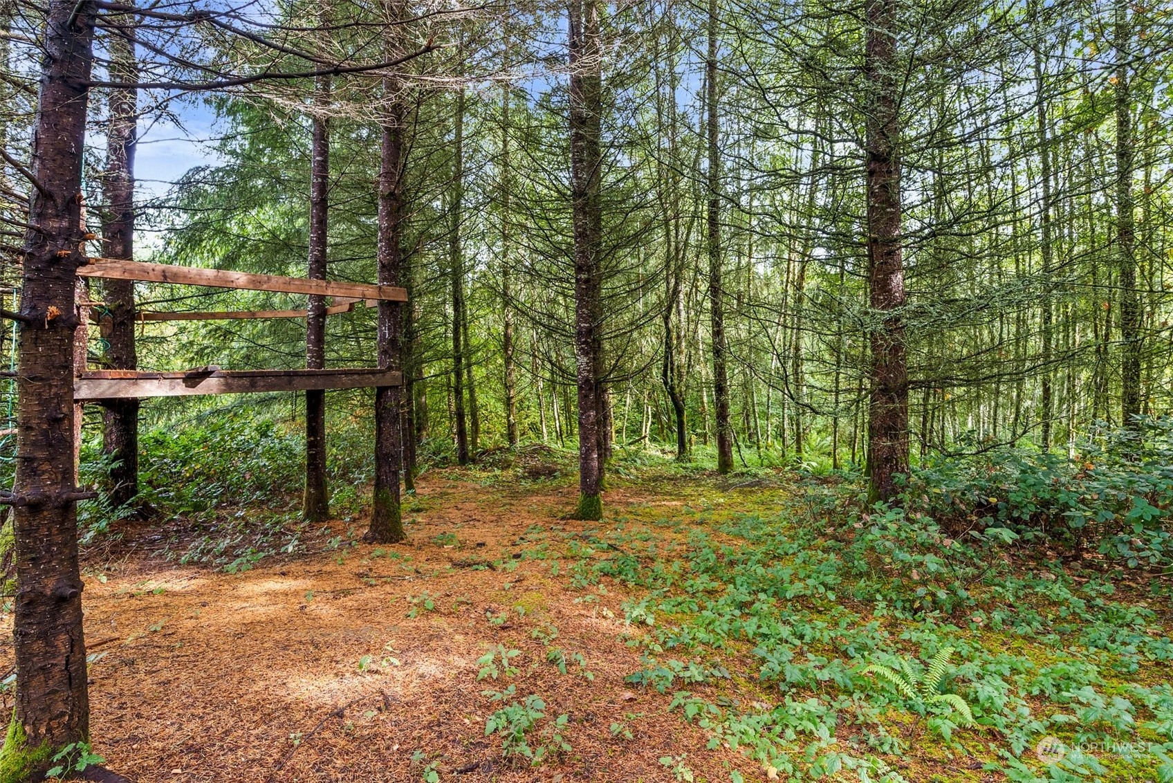 198 Valley Ridge Road Chehalis, WA 98532 - Photo 11 of 35 a big yard with lots of green space and trees