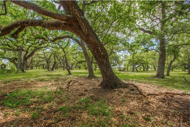 a view of outdoor space with trees