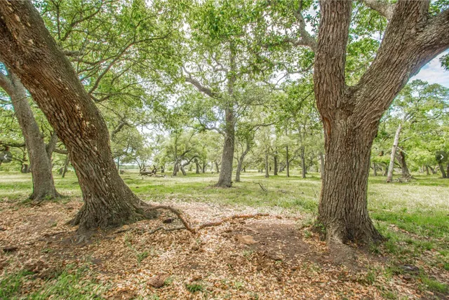 a view of a trees in a yard with large trees