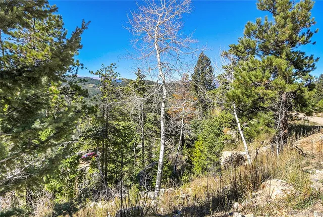 a view of a yard with plants and tree