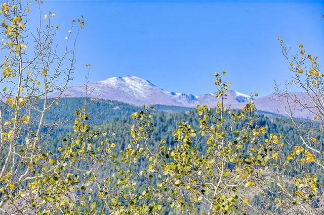 view of a bunch of flowers in a garden