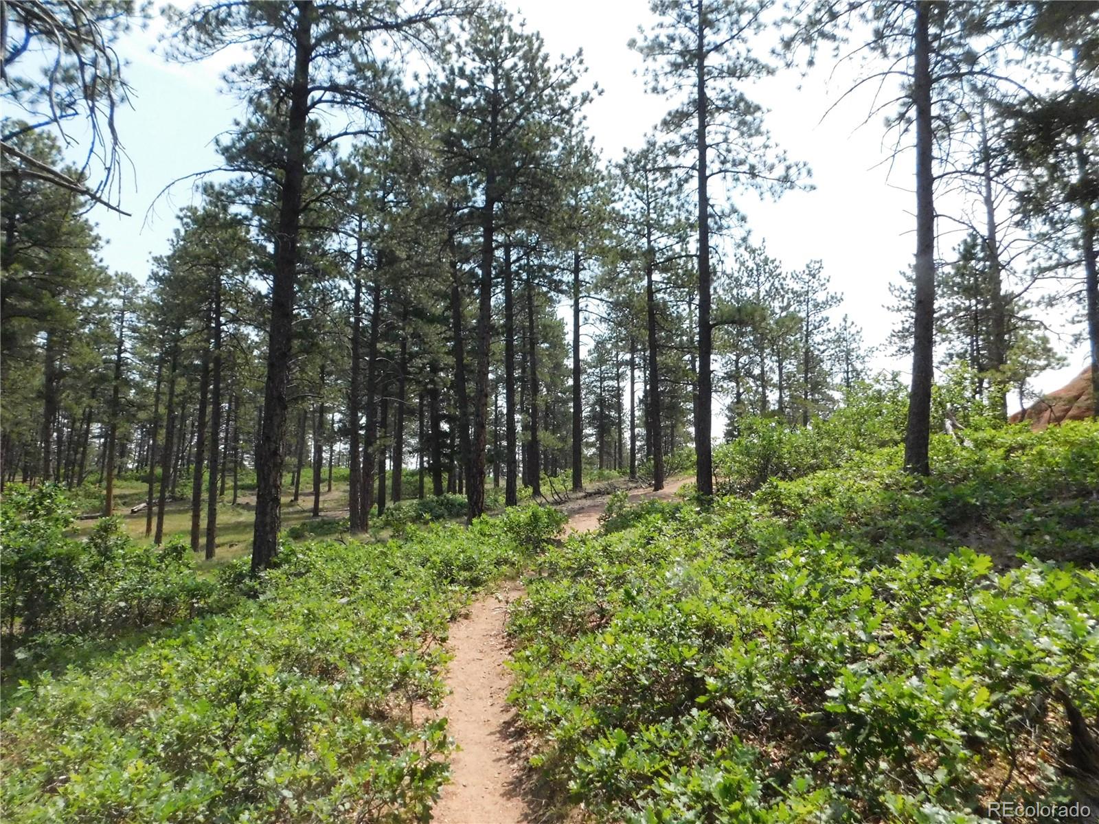 8356 Quivas Road Larkspur, CO 80118 - Photo 15 of 44