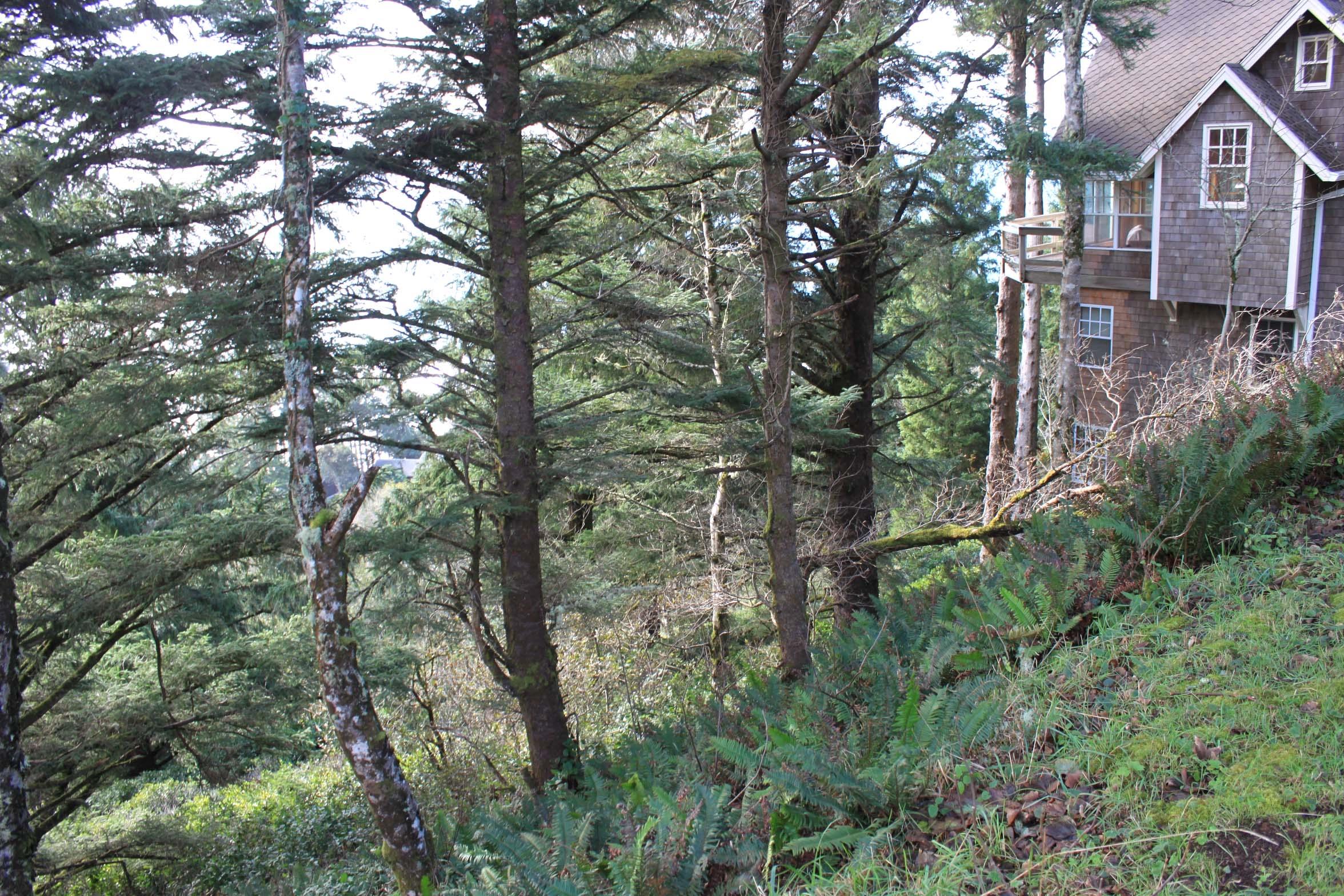 600 Norwester Road Oceanside, OR 97134 - Photo 7 of 13 Looking downslope from Norwester