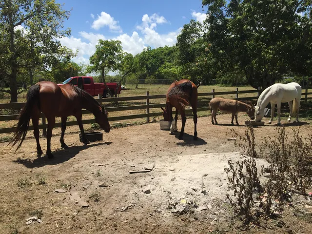 a view of a yard with a table and chairs