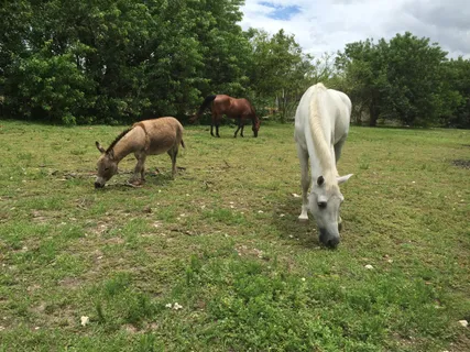 $650,000 | 16201 Southwest 170th Avenue, Miami, FL 33187