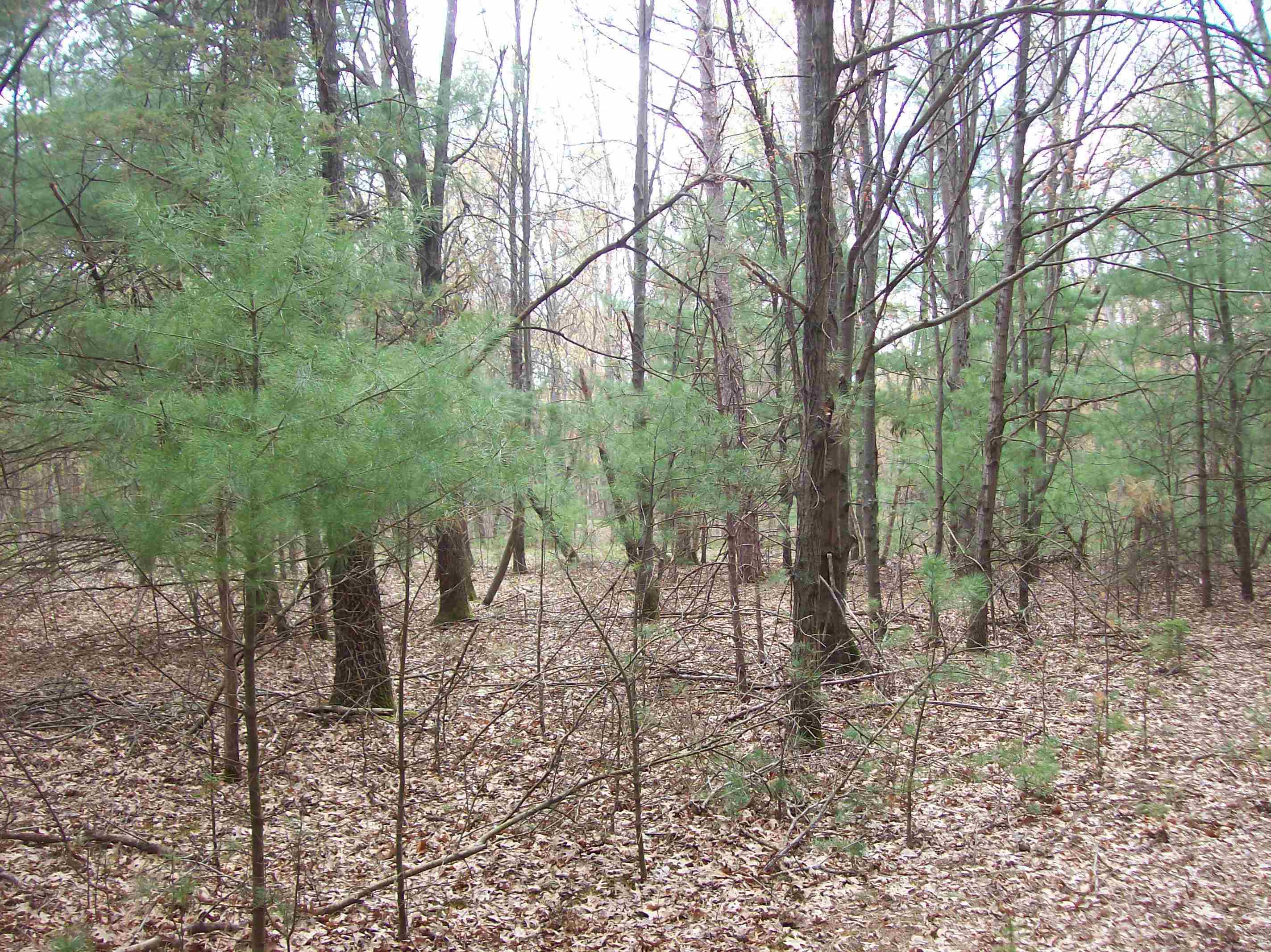 Lot 3 Meiller Montello, WI 53949 - Photo 5 of 5