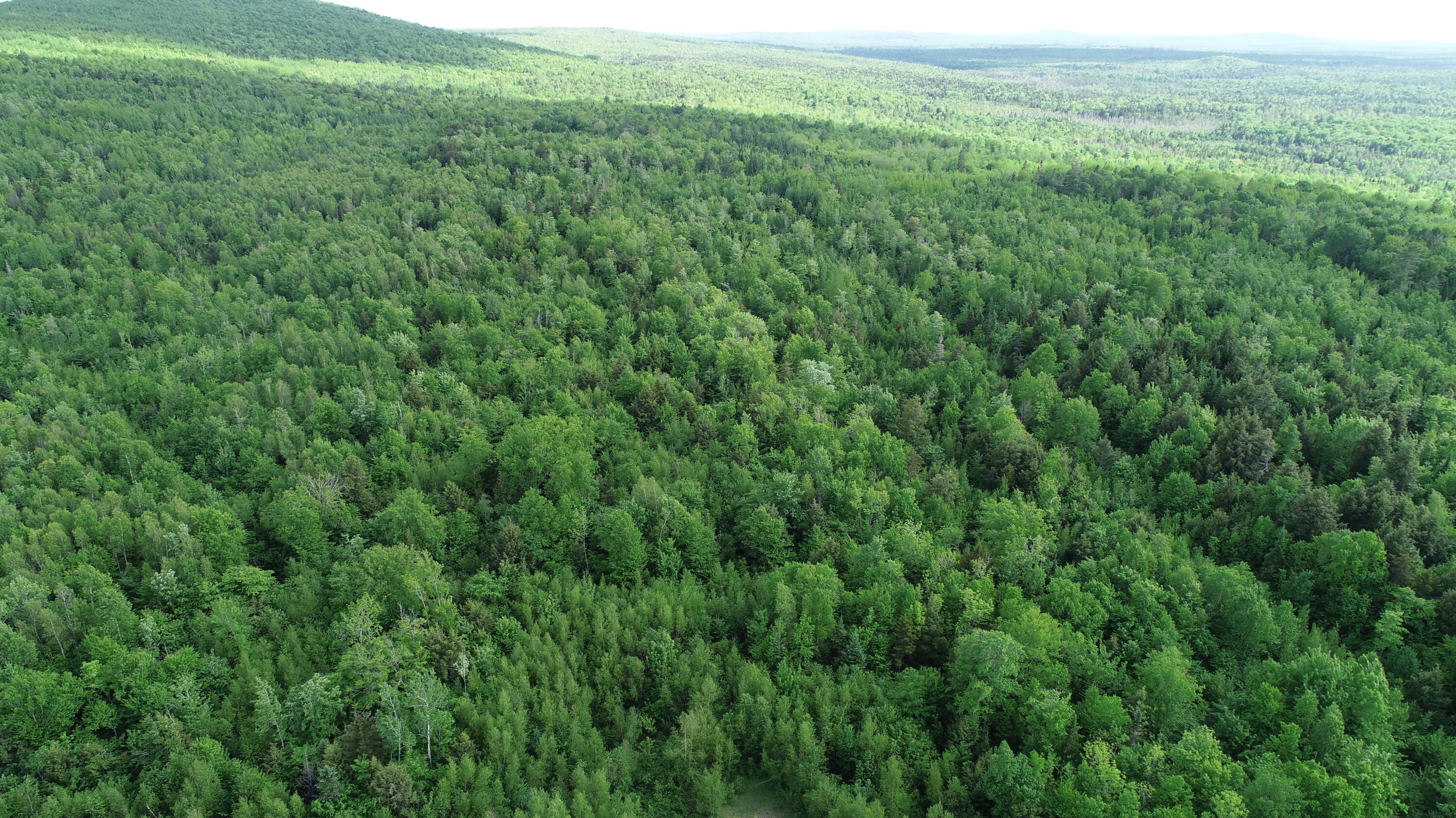 Lot 5 Harris Hill Road Weston, ME 04424 - Photo 17 of 21 DJI_0758
