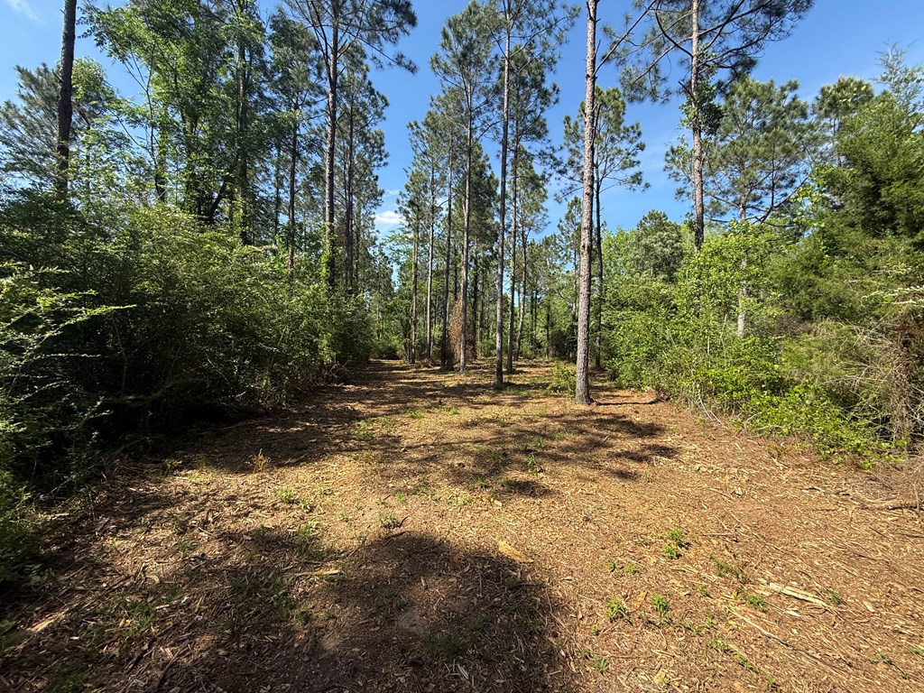 Lot 3 County Road Slocomb, AL 36375 - Photo 8 of 18