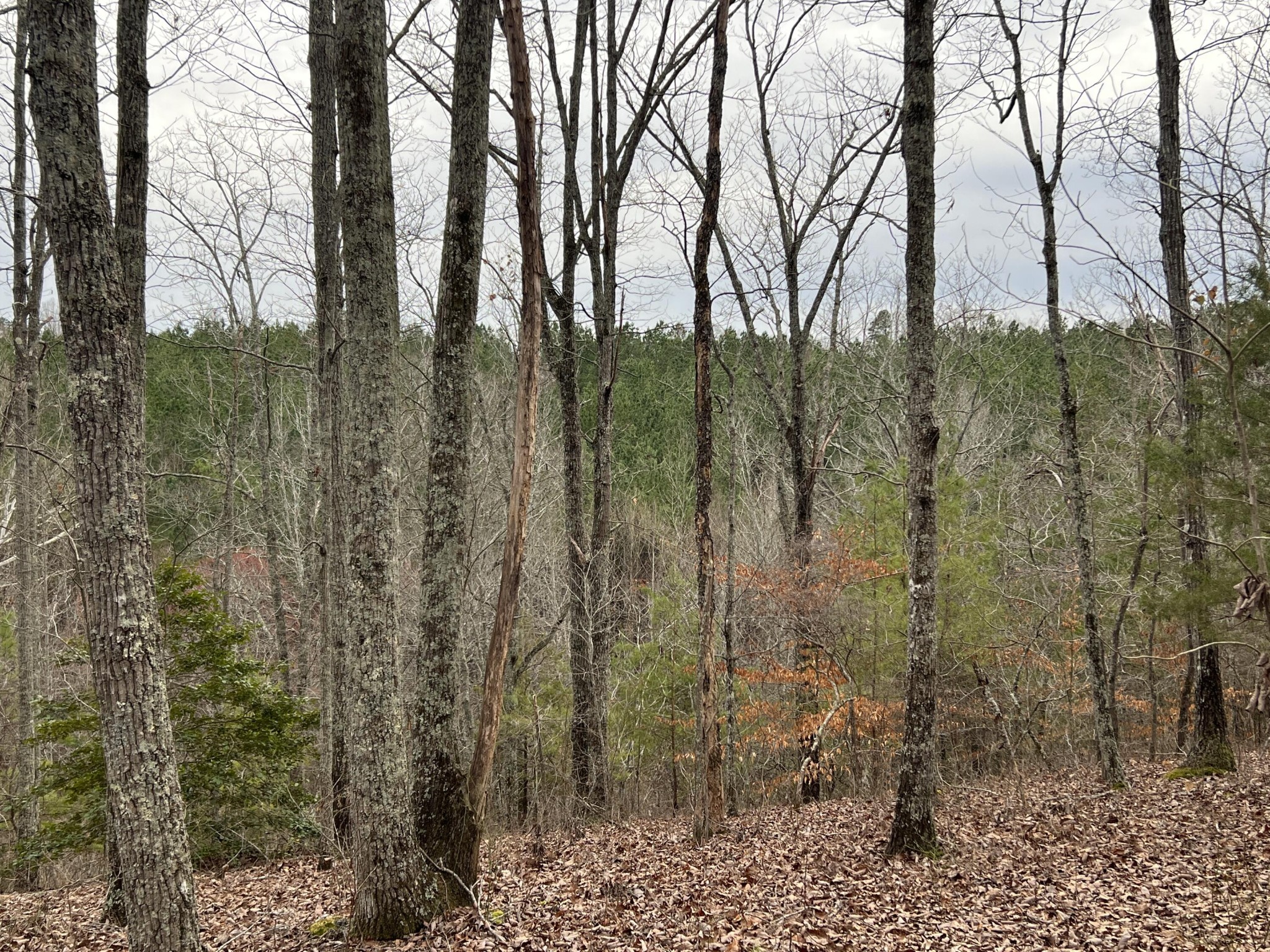 0 Shiloh Road Decatur, TN 37322 - Photo 4 of 9
