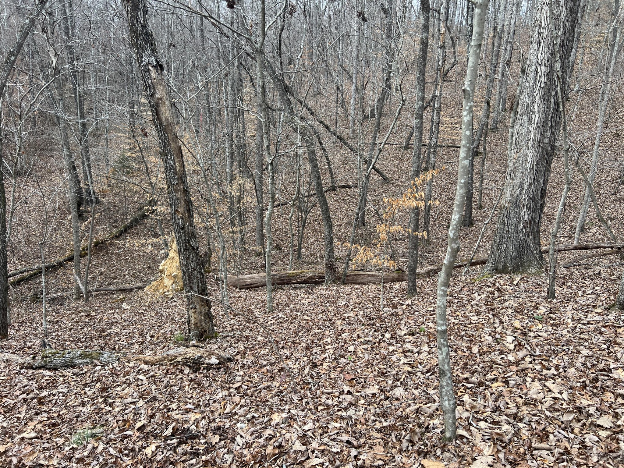 0 Shiloh Road Decatur, TN 37322 - Photo 5 of 9