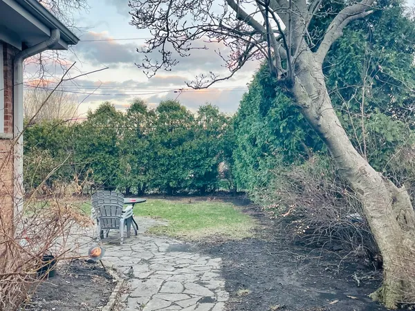 a view of a yard with plants and large trees