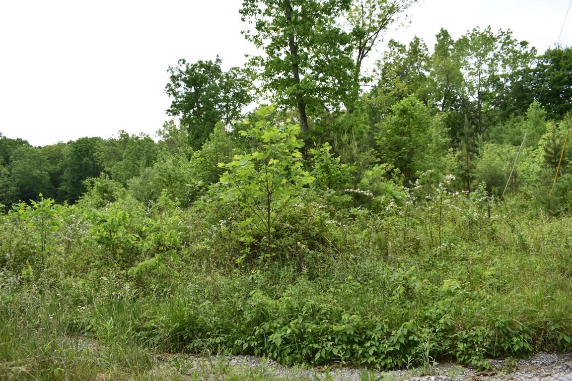 Lot #72 Oak Trail Spring, Unit 72 Spring City, TN 37381 - Photo 5 of 6 5