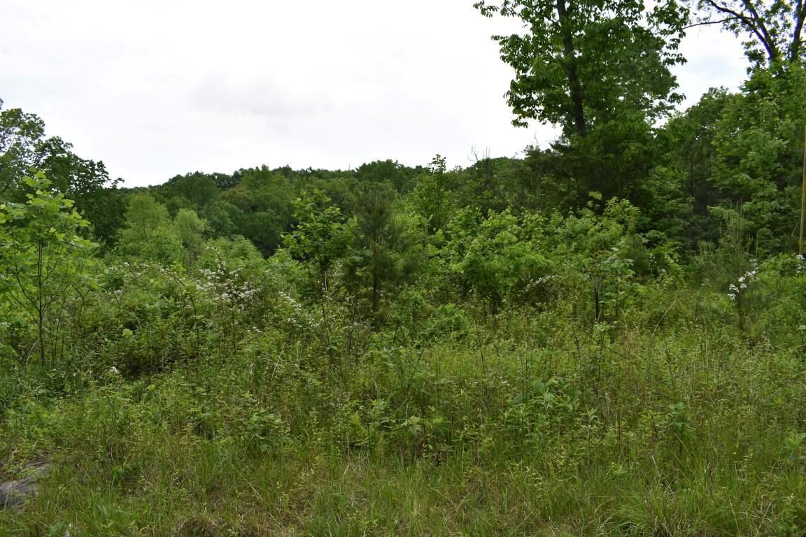 Lot #72 Oak Trail Spring, Unit 72 Spring City, TN 37381 - Photo 6 of 6 DSC_0071 (Medium)