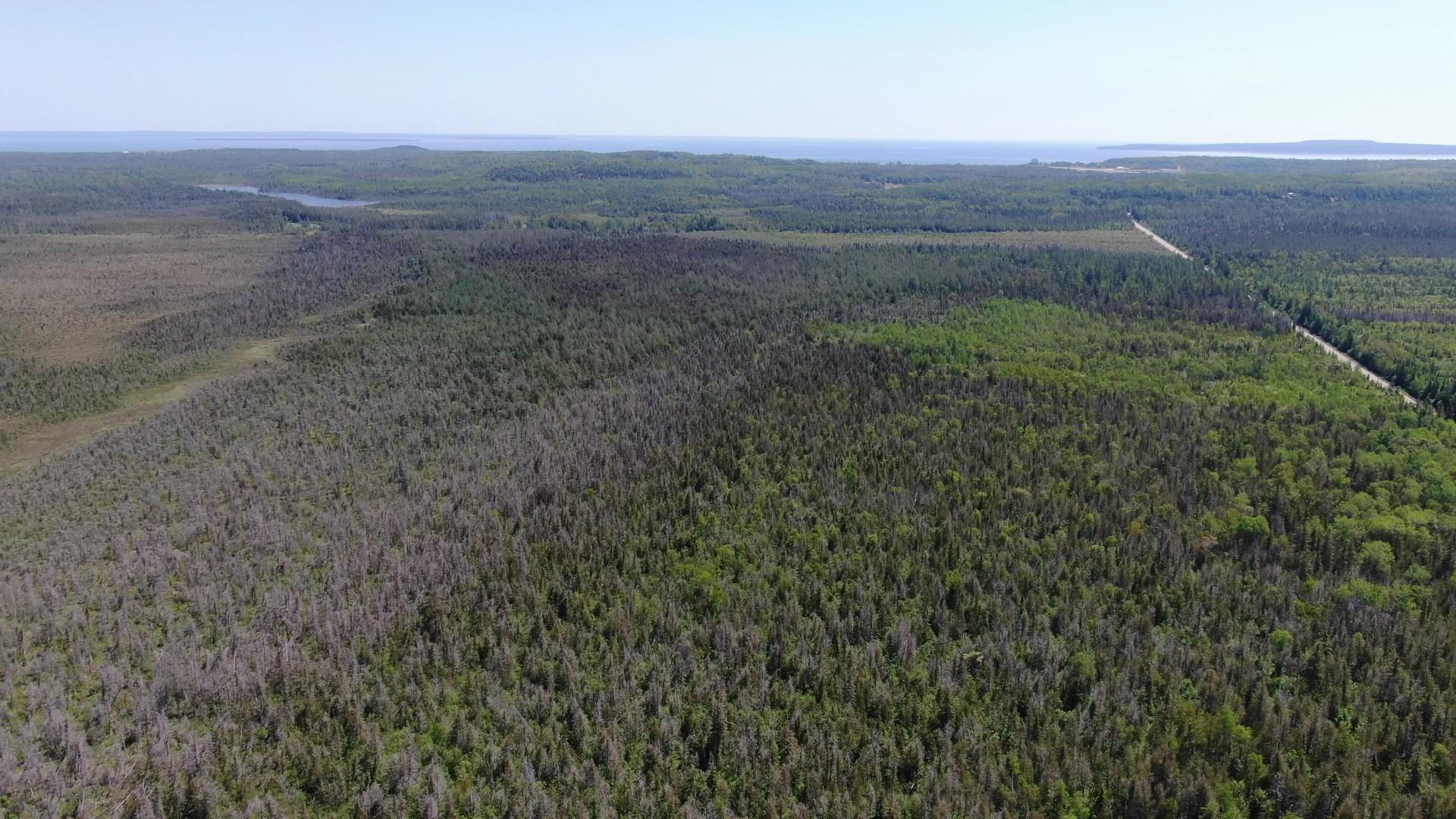 40-ac Cheeseman Road St. Ignace, MI 49781 - Photo 15 of 17 Cheeseman Rd. 40 acres (14)
