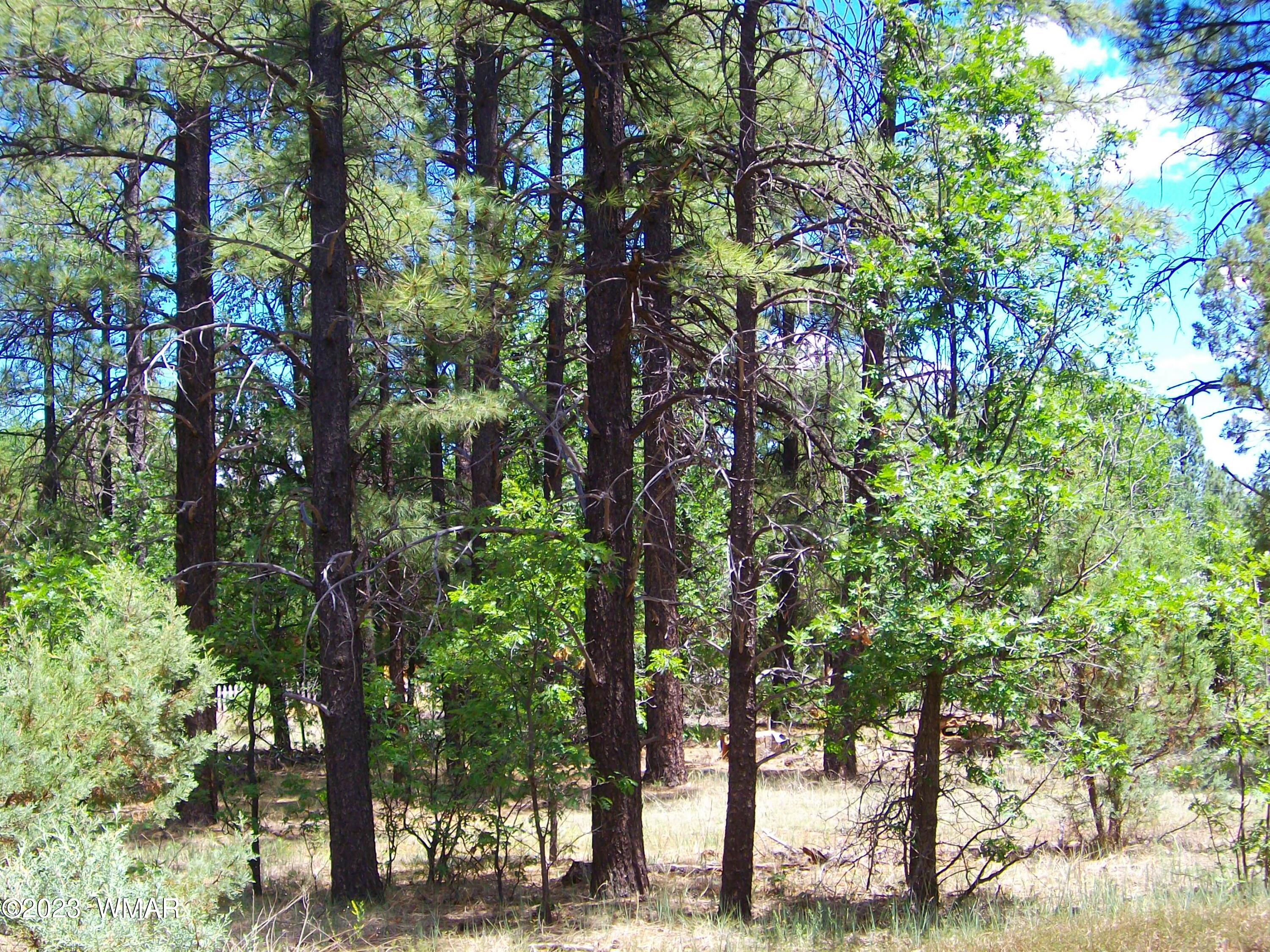 2650 South White Mountain Road Lakeside, AZ 85929 - Photo 11 of 17 SANY3887