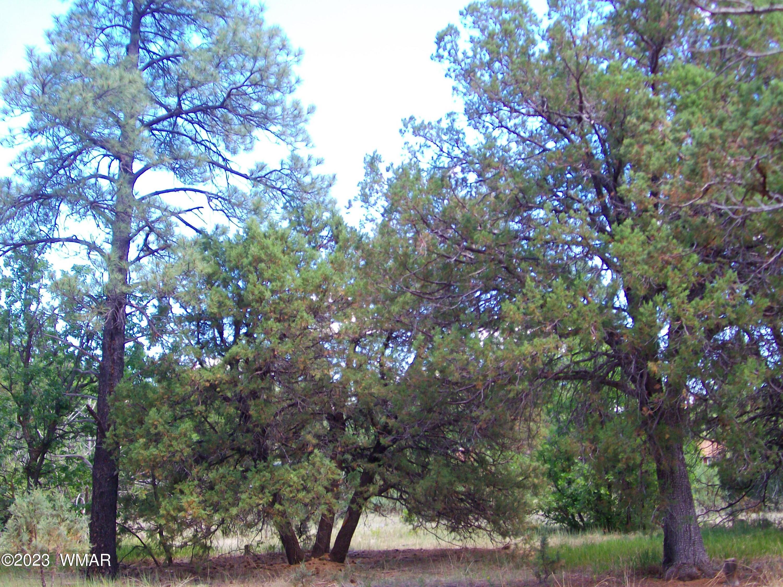2650 South White Mountain Road Lakeside, AZ 85929 - Photo 12 of 17 SANY3890