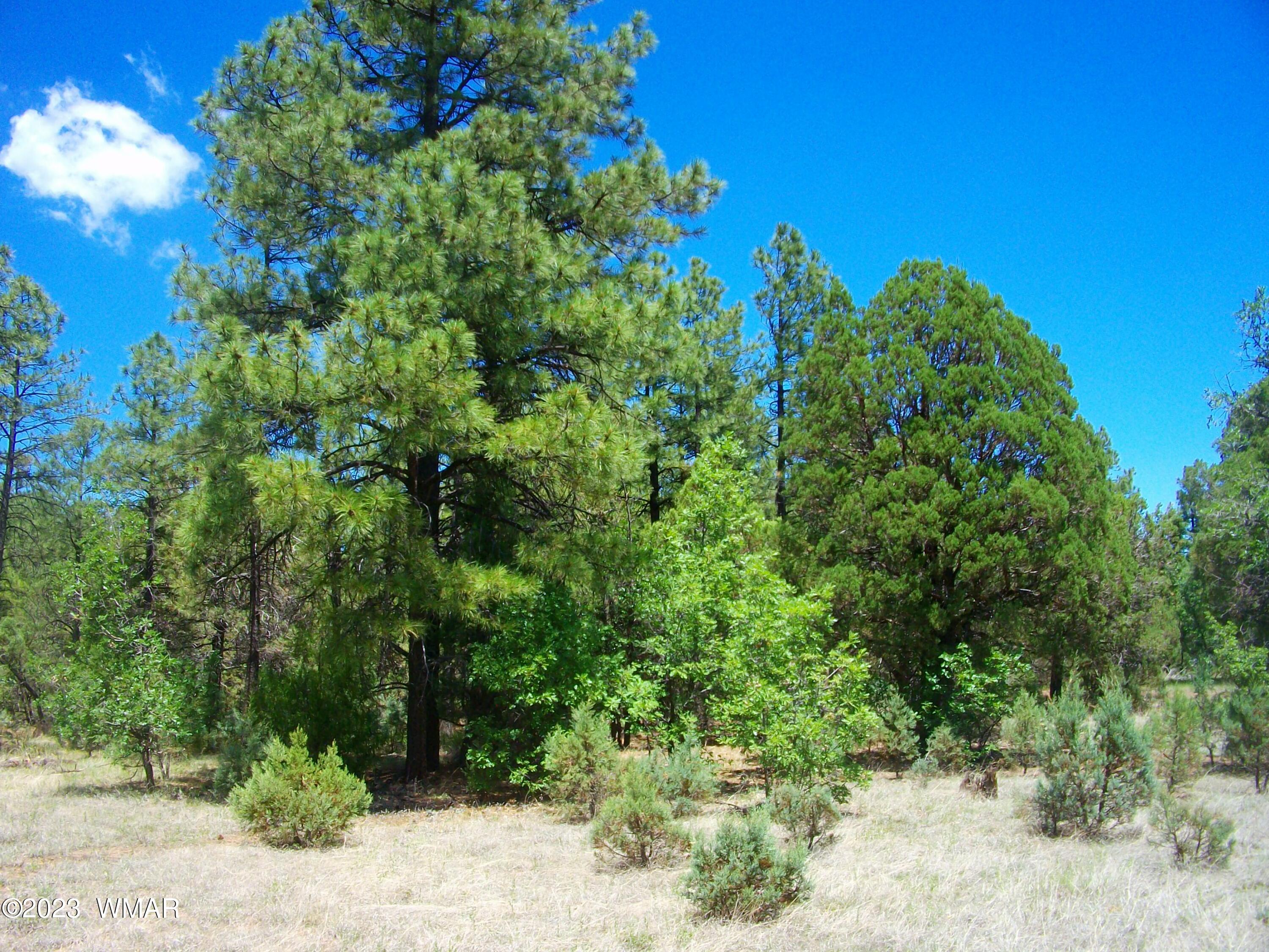 2650 South White Mountain Road Lakeside, AZ 85929 - Photo 5 of 17 SANY3874