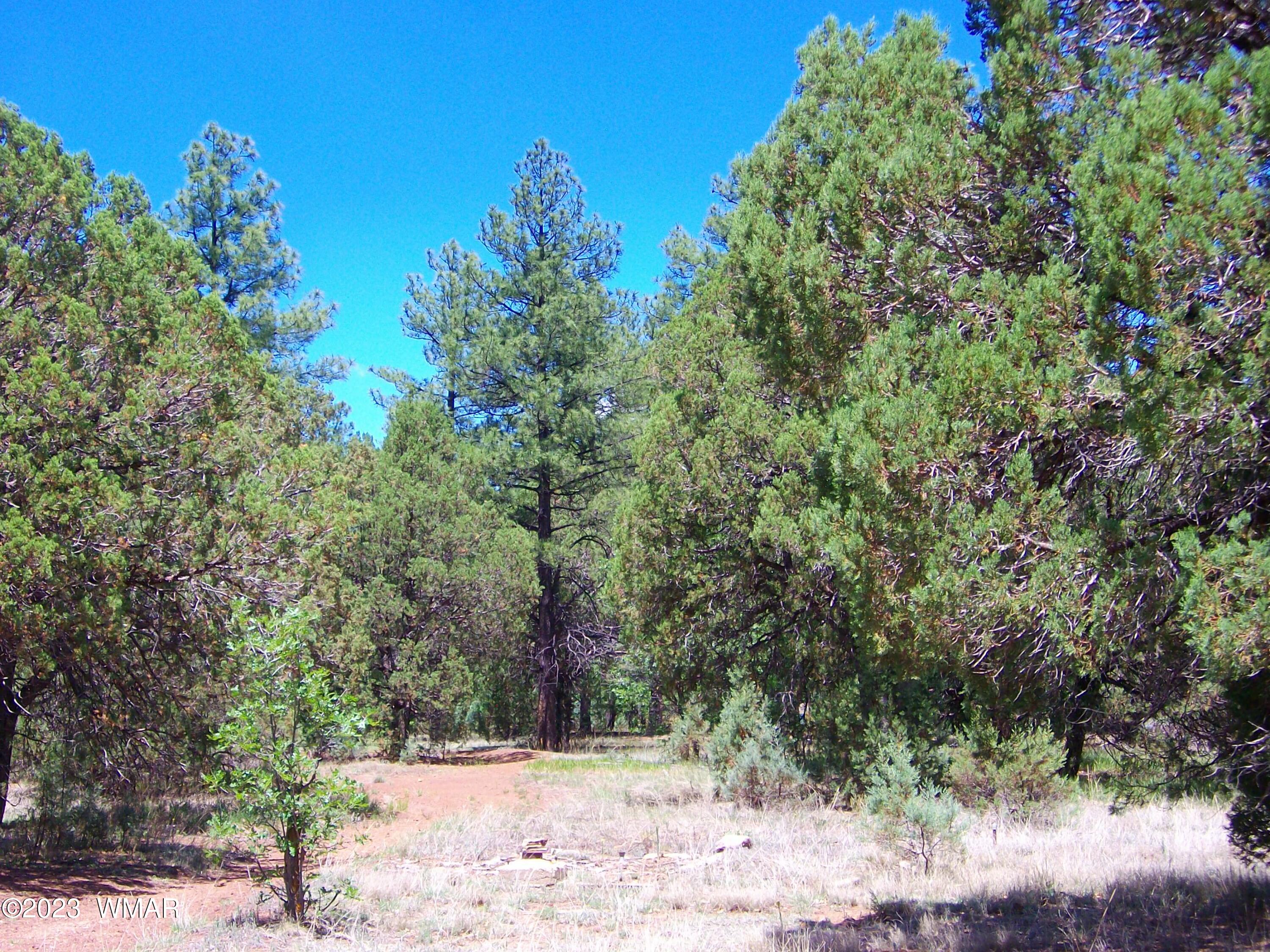 2650 South White Mountain Road Lakeside, AZ 85929 - Photo 6 of 17 SANY3879