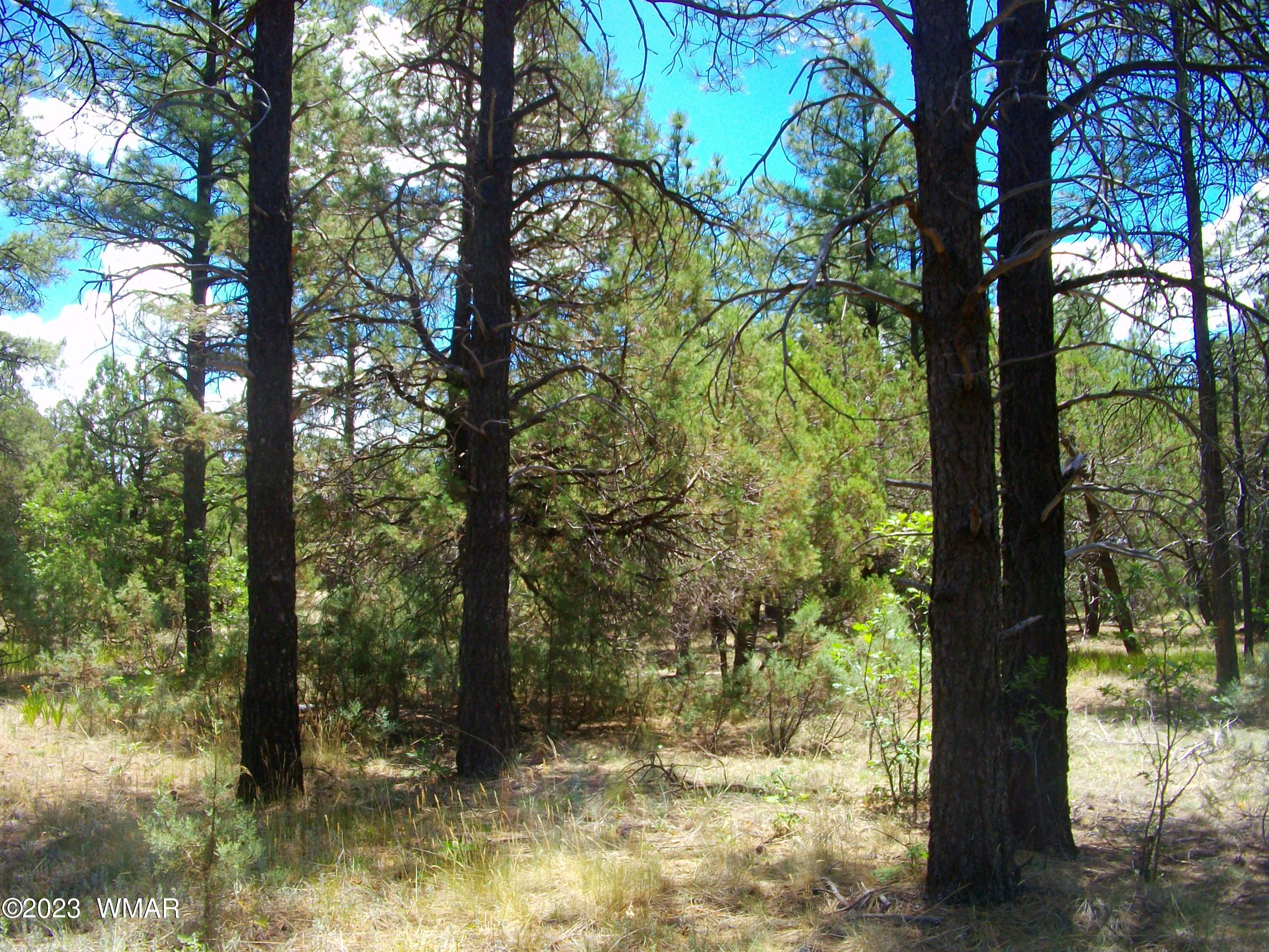2650 South White Mountain Road Lakeside, AZ 85929 - Photo 10 of 17 SANY3886