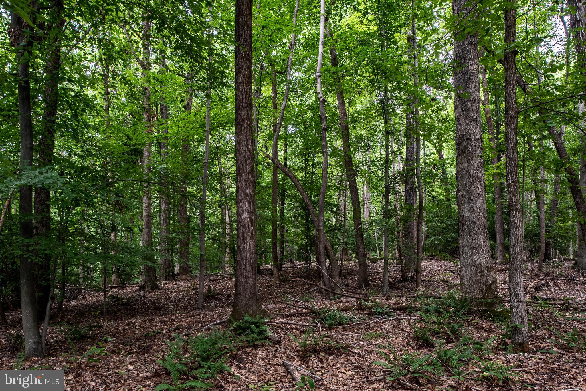 Hicks Landing Road Rappahannock Academy, VA 22538 - Photo 27 of 64