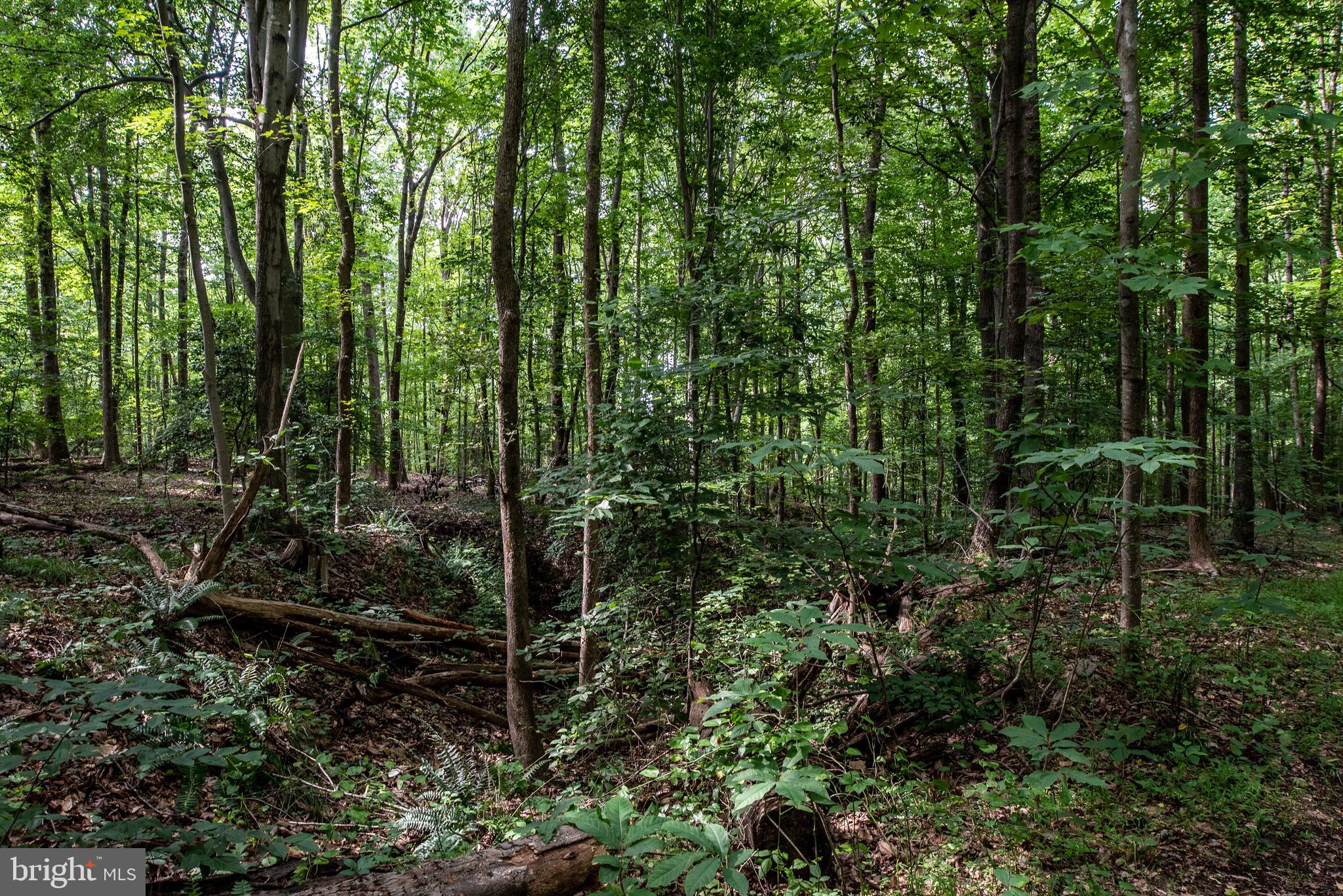 Hicks Landing Road Rappahannock Academy, VA 22538 - Photo 30 of 64