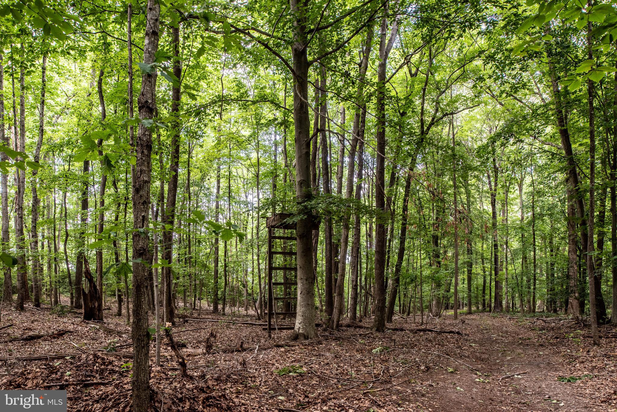 Hicks Landing Road Rappahannock Academy, VA 22538 - Photo 51 of 64