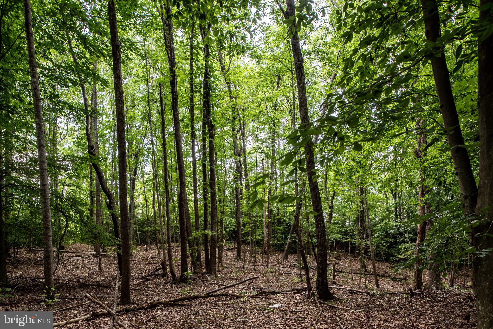 Hicks Landing Road Rappahannock Academy, VA 22538 - Photo 53 of 64