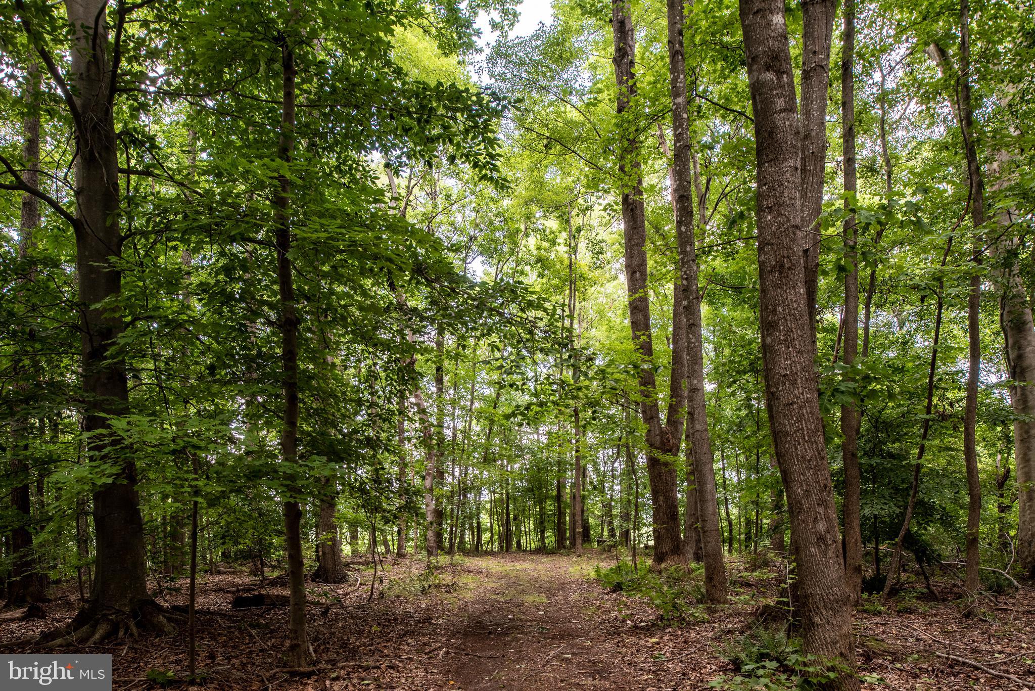 Hicks Landing Road Rappahannock Academy, VA 22538 - Photo 54 of 64