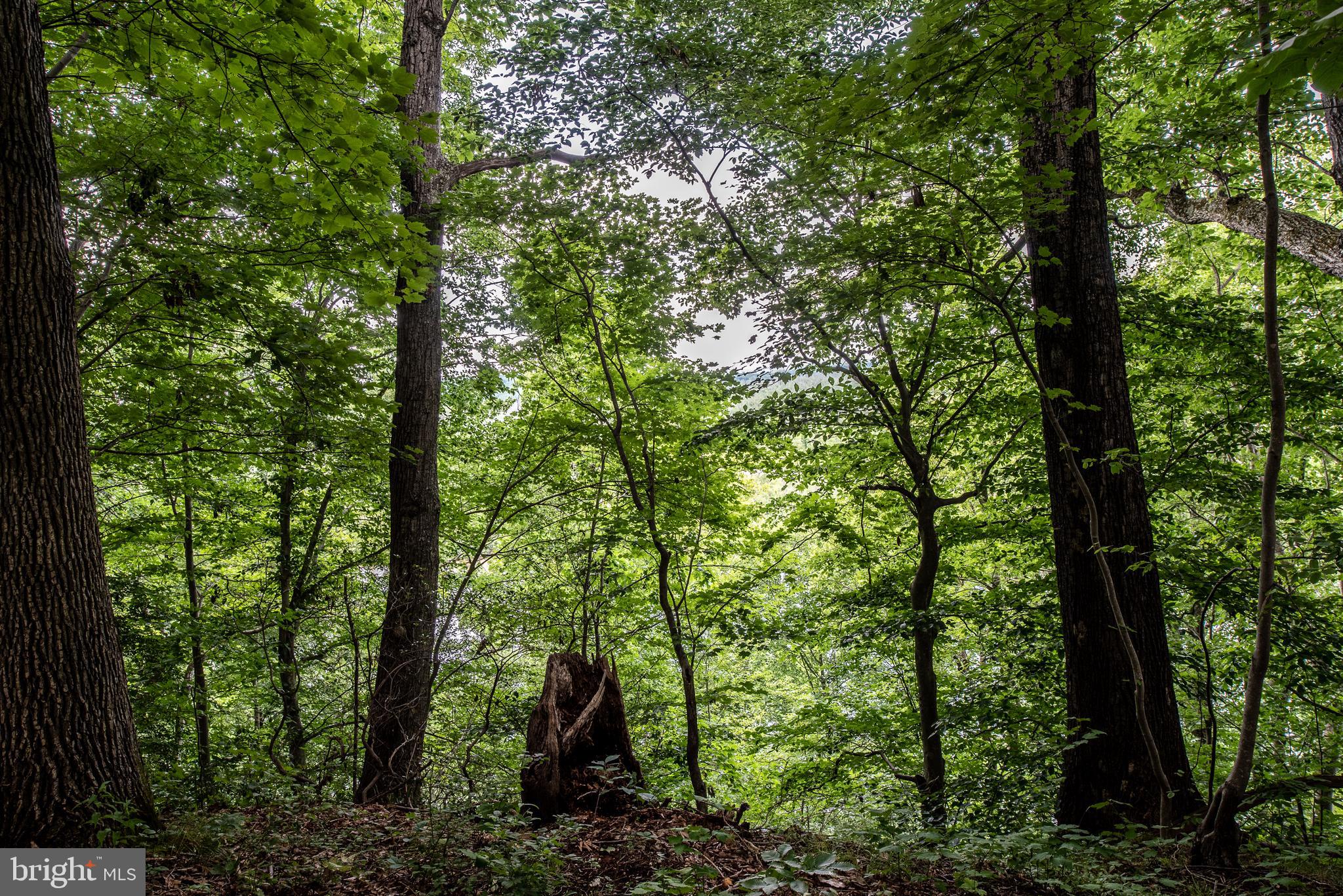 Hicks Landing Road Rappahannock Academy, VA 22538 - Photo 57 of 64