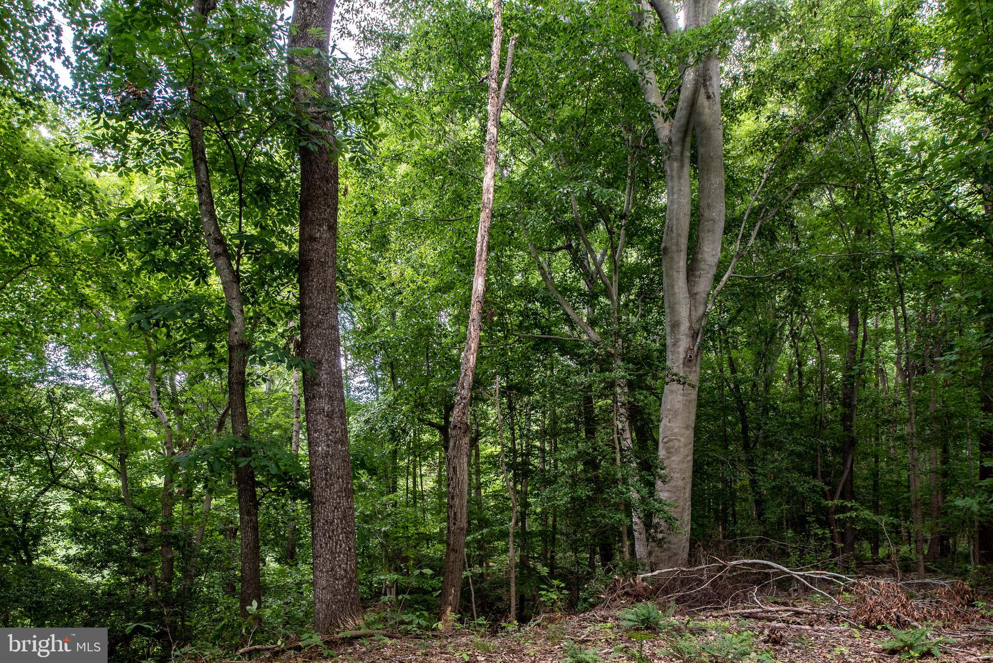 Hicks Landing Road Rappahannock Academy, VA 22538 - Photo 60 of 64