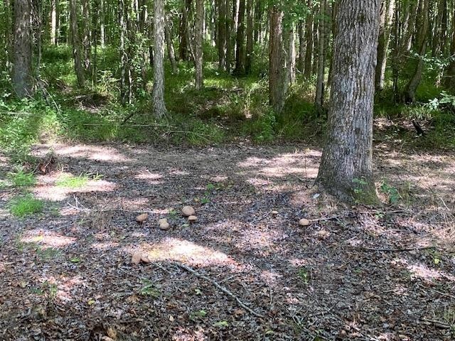 750 Prett Roland Road Adamsville, TN 38310 - Photo 18 of 19 Gallery Image 18