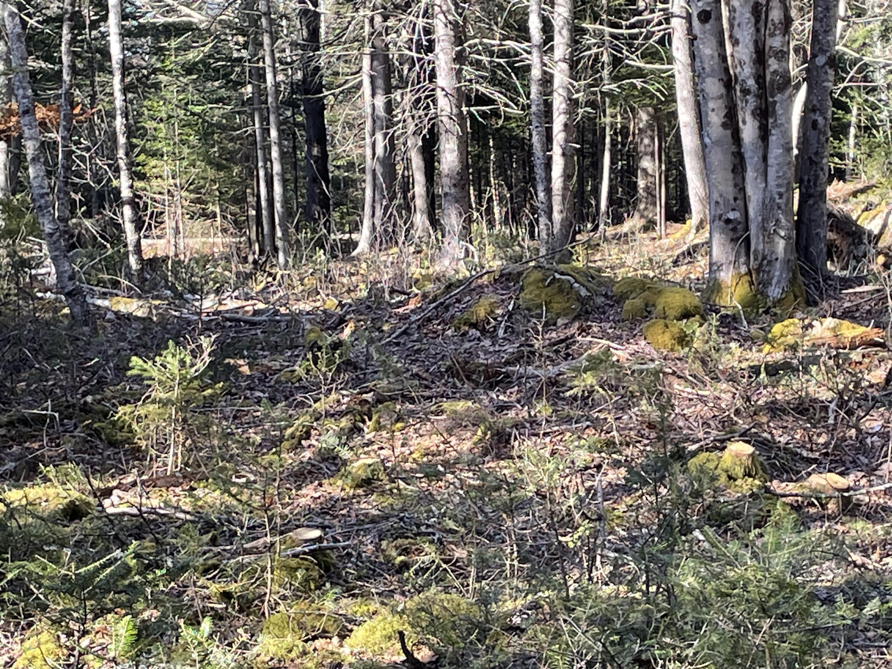 Lotf South Shore Road North Haven, ME 04853 - Photo 2 of 13 partial clearing