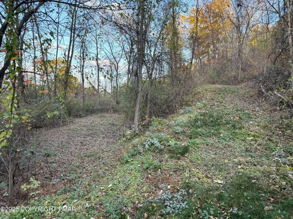 a view of a forest with trees in the background