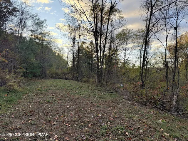 a view of a forest with trees in the background