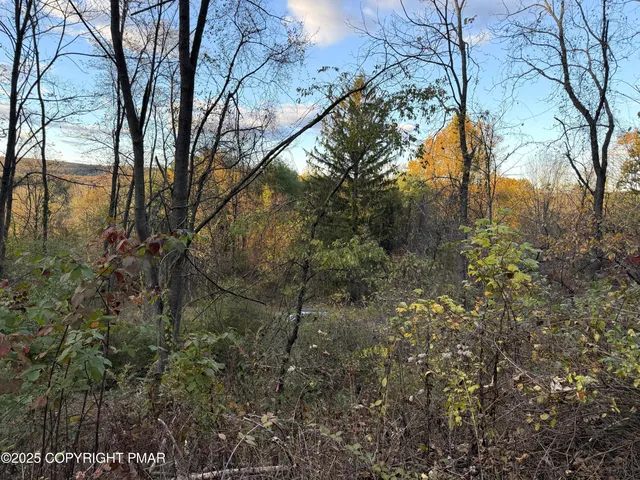 a view of a forest with a tree