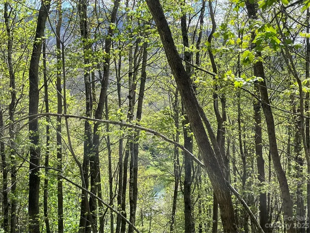 a view of outdoor space and trees from a tree