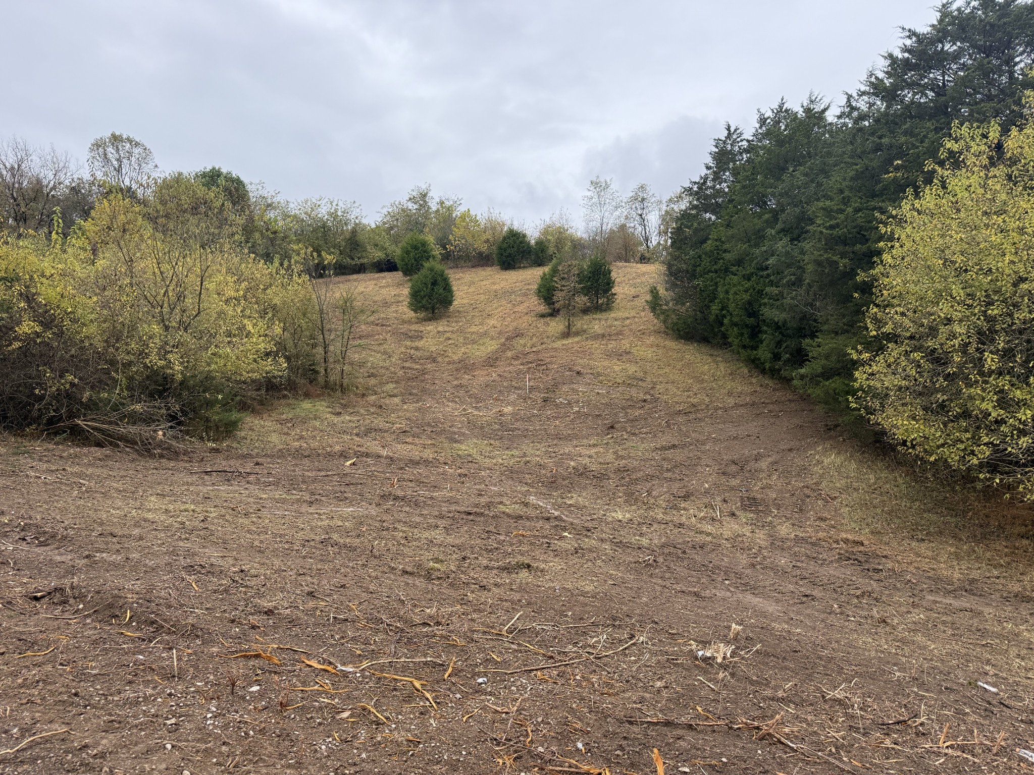 302 Holmes Gap Road Watertown, TN 37184 - Photo 2 of 8 a view of a forest with trees in the background