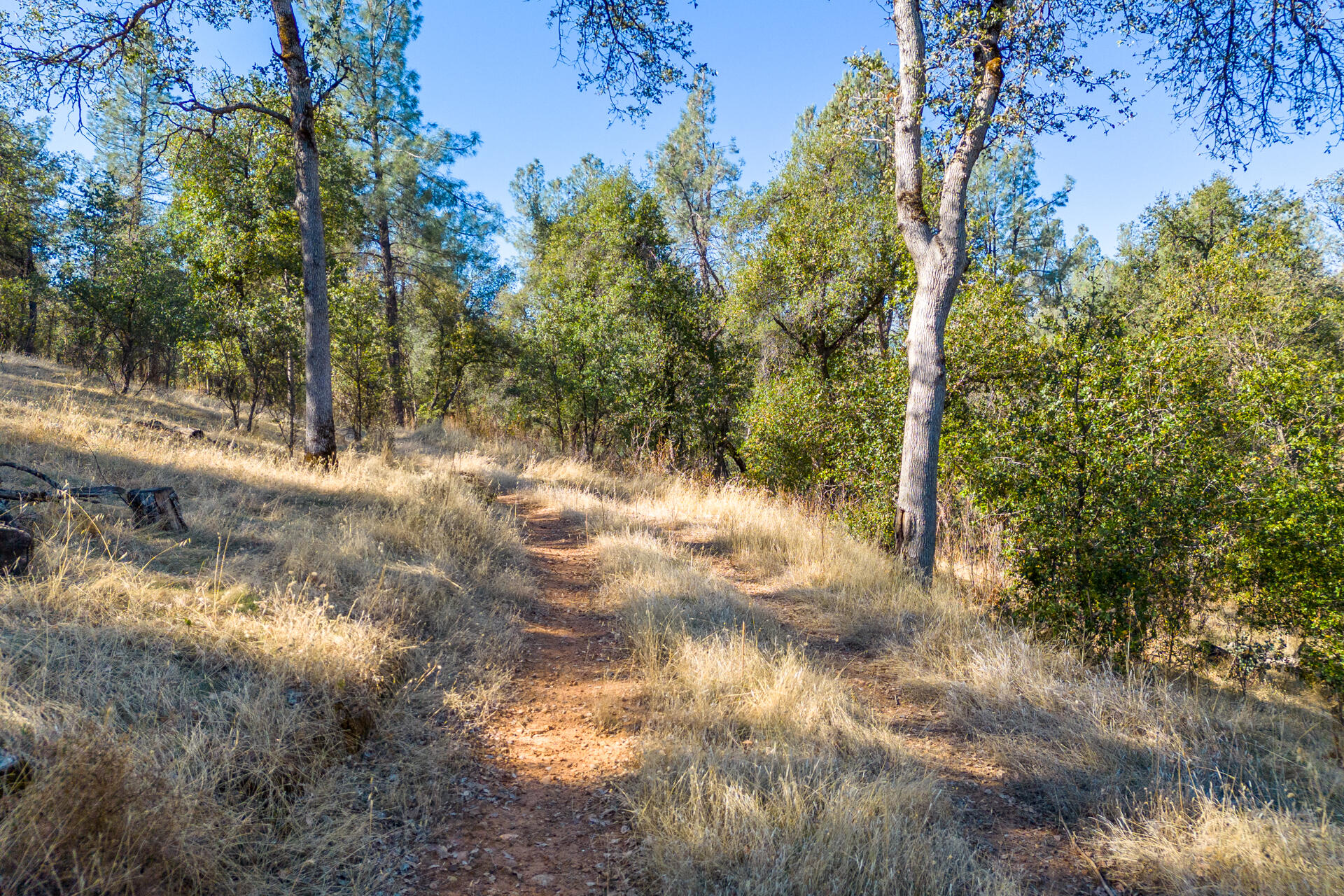 Richards Way Anderson, CA 96007 - Photo 11 of 34 a view of forest