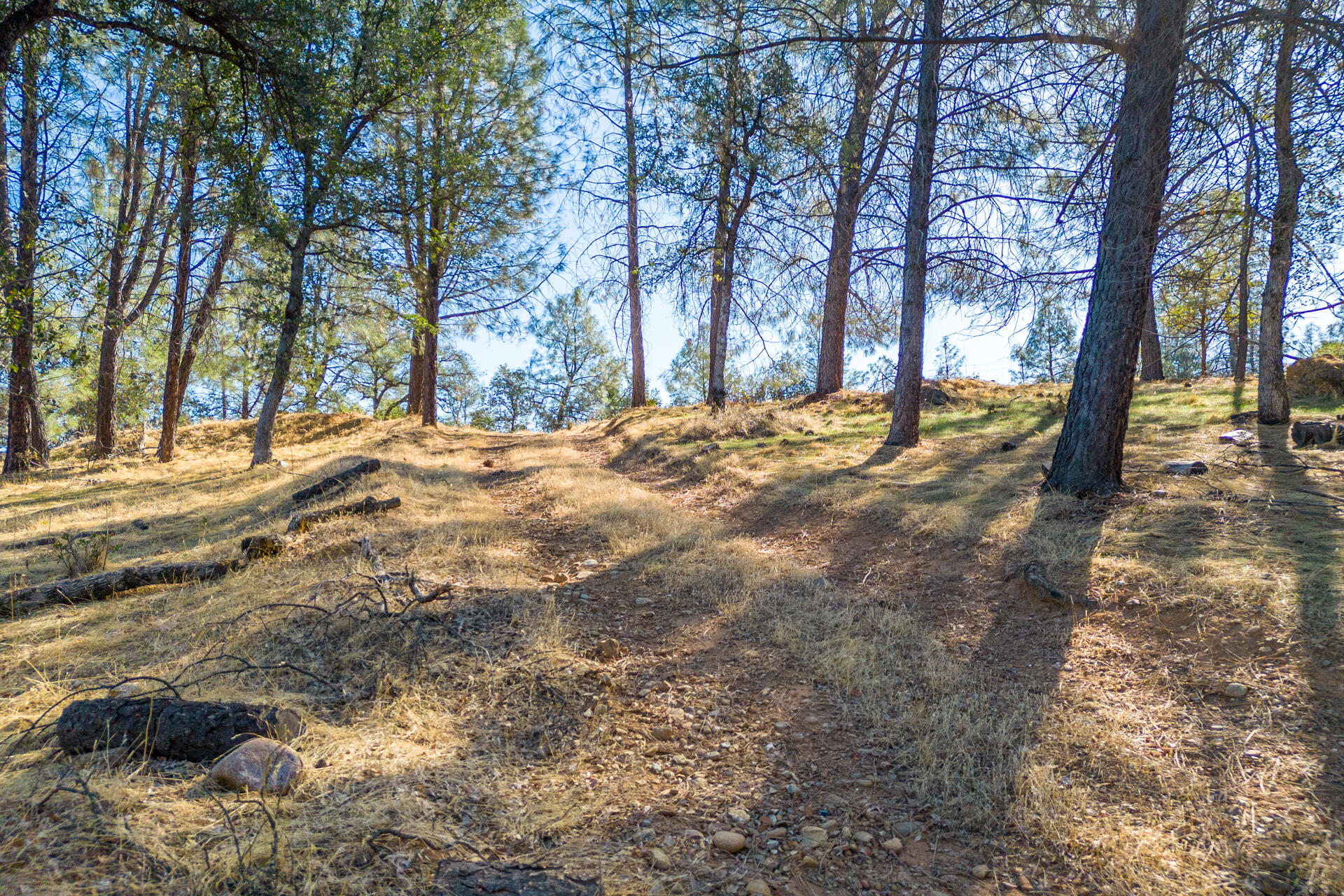 Richards Way Anderson, CA 96007 - Photo 17 of 34 a view of empty yard with tree s
