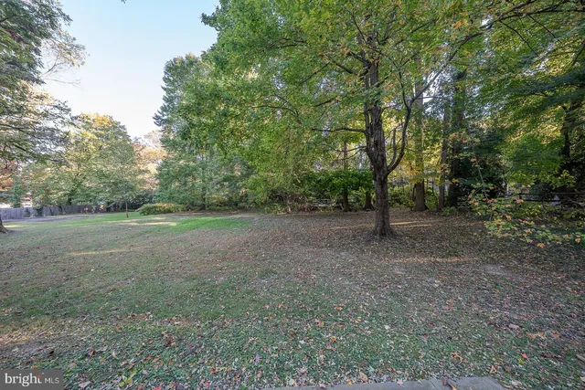 a view of a forest with trees in the background