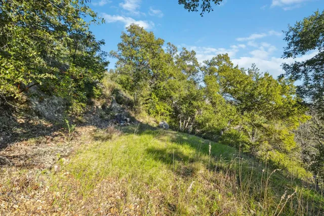 a view of a yard with a tree