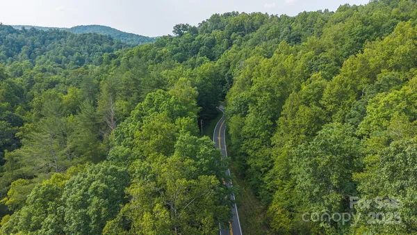 a view of a lush green forest